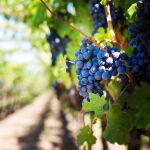 Primer plano de un racimo de uvas en una plantación de vid