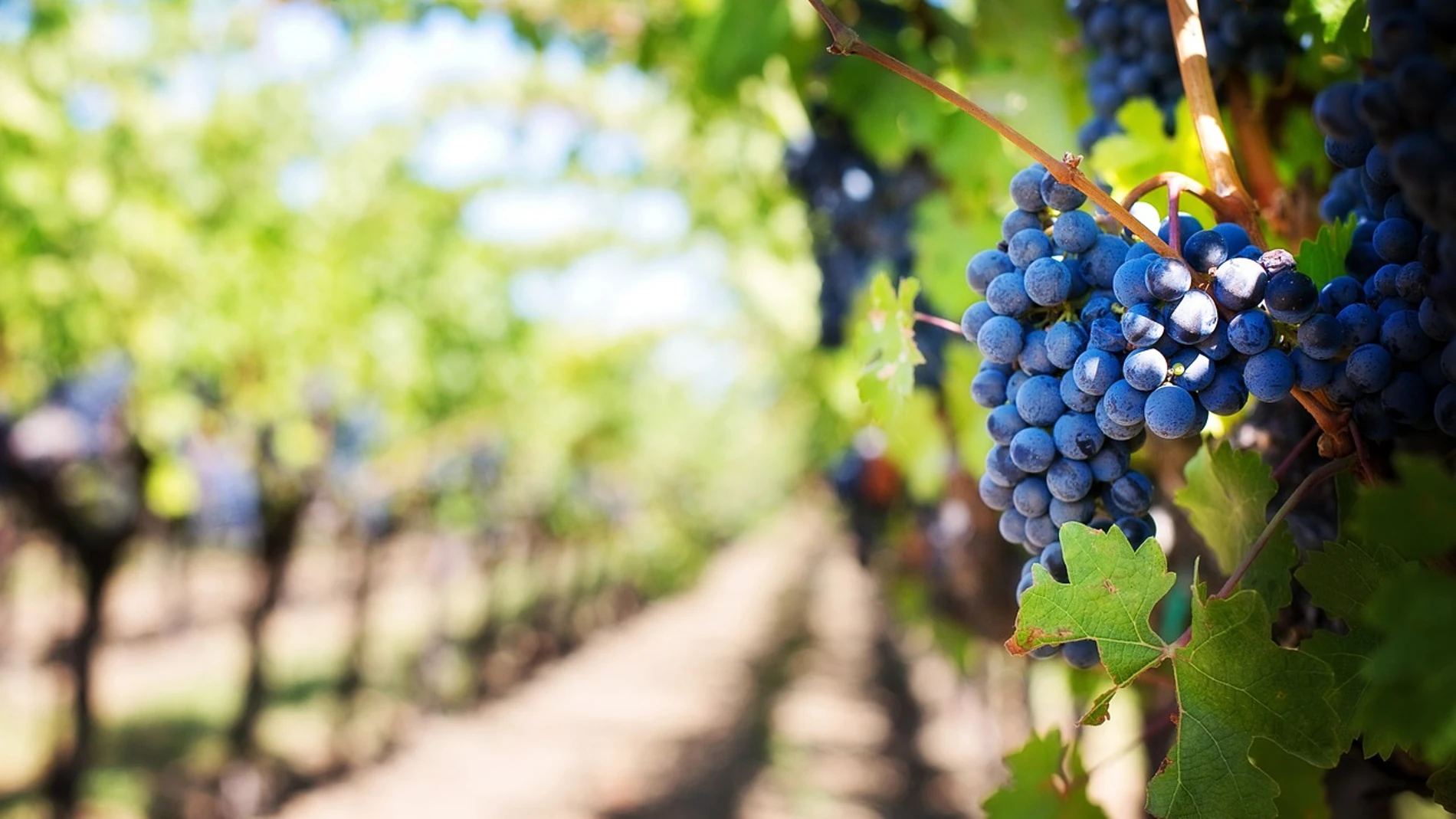 Primer plano de un racimo de uvas en una plantación de vid