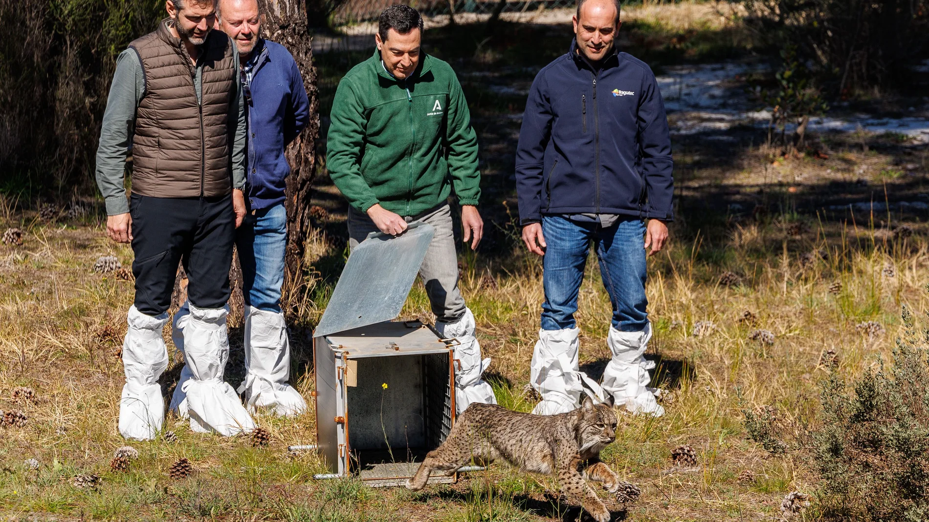 El aniversario de la elección de Moreno coincidió con la suelta de un lince en Doñana