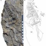 Investigadores dan a conocer el reptil marino del Triásico más completo y antiguo de la cordillera Bética