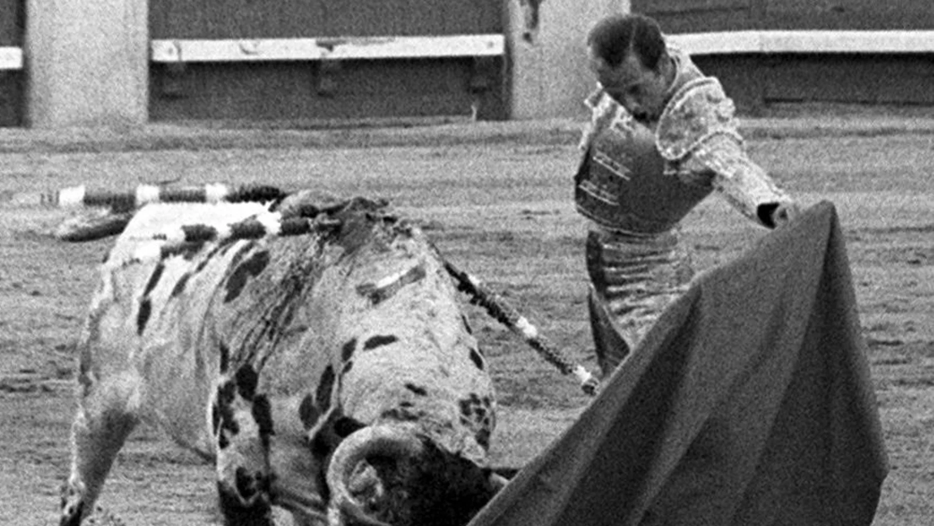 Spanish bullfighter Antonio Chenel's 'Antonete' fighting against his second bull of the evening called 'Atrevido' of Osborne ranch during the San Isidro Fair held at the bullring of Las Ventas, Madrid Spain.