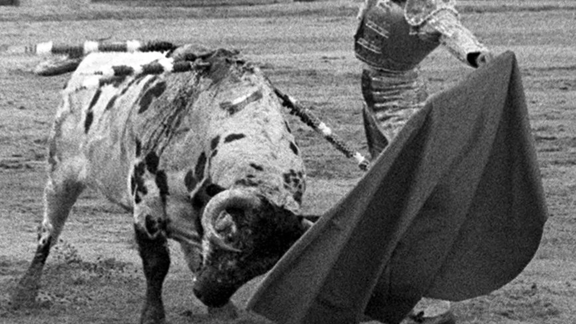 Spanish bullfighter Antonio Chenel's 'Antonete' fighting against his second bull of the evening called 'Atrevido' of Osborne ranch during the San Isidro Fair held at the bullring of Las Ventas, Madrid Spain.