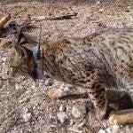 Liberado el cuarto lince ibérico en la Región de Murcia
