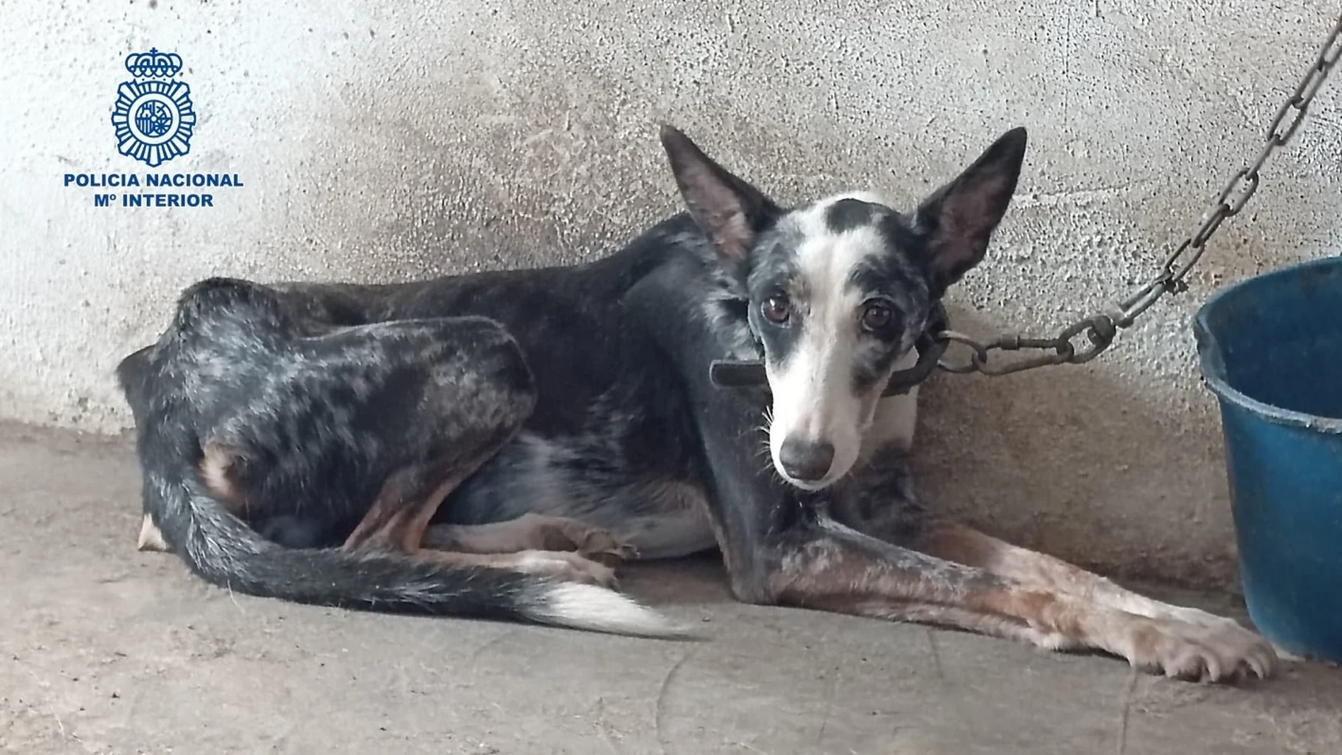 Podenco rescatado por la Policía Nacional