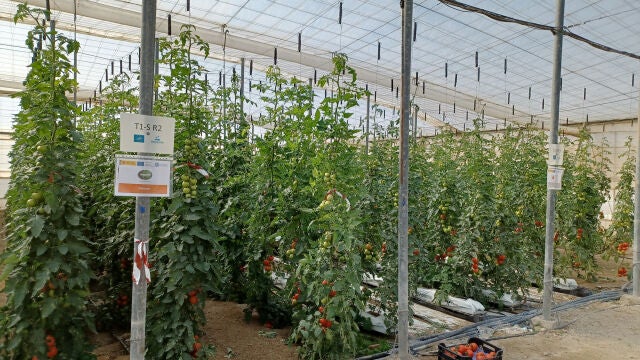 Los productores almerienses defienden los invernaderos, un «vergel debajo del plástico»