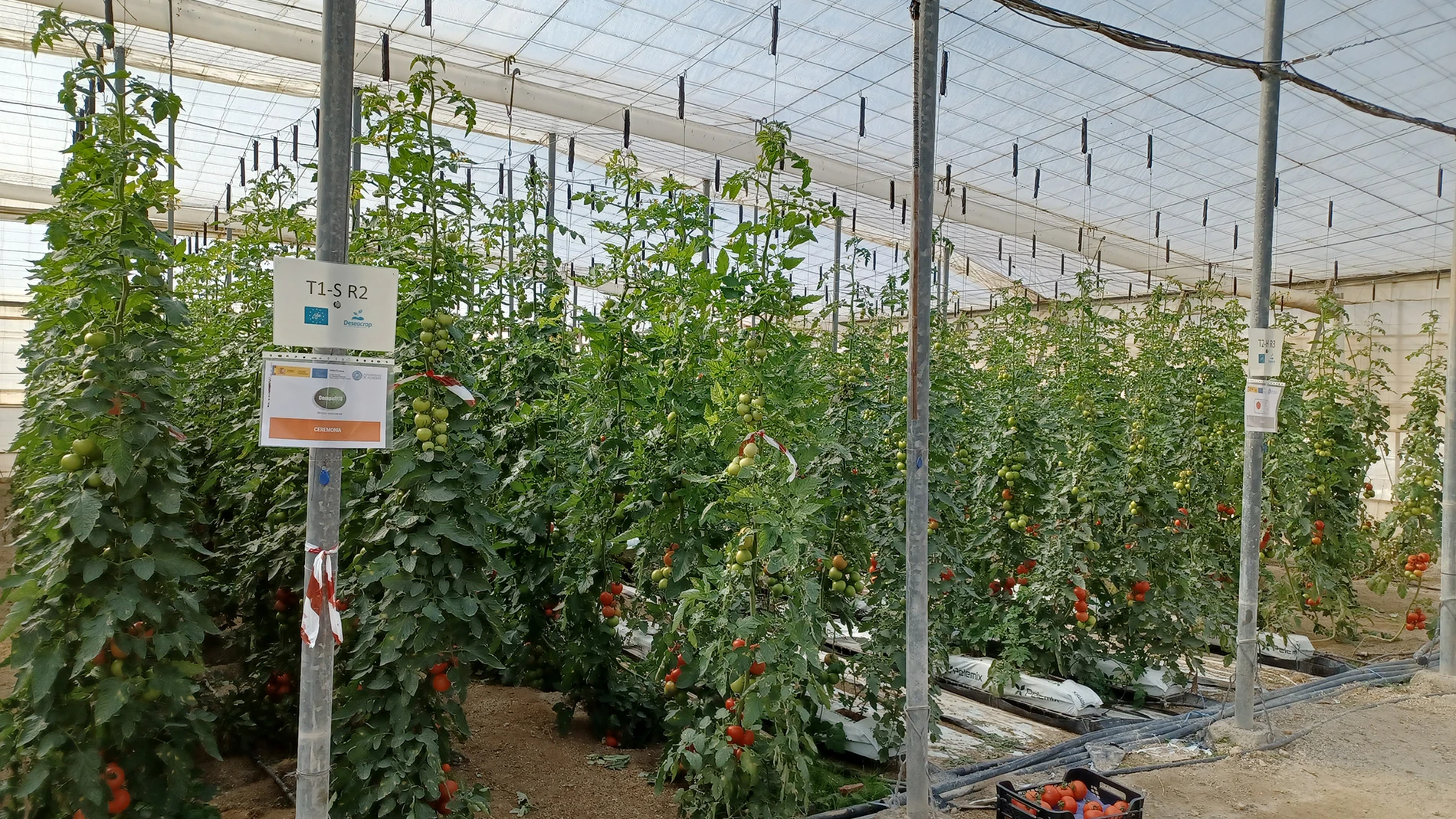 Los productores almerienses defienden los invernaderos, un «vergel debajo del plástico»