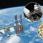 Las semillas en el espacio aportan importante información sobre futuras cosechas