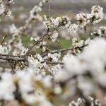 Cerezo en flor
