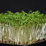 El berro, el alimento más sano del mundo