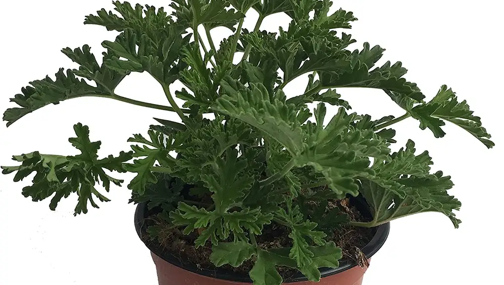 Citronela