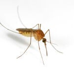 Mosquito