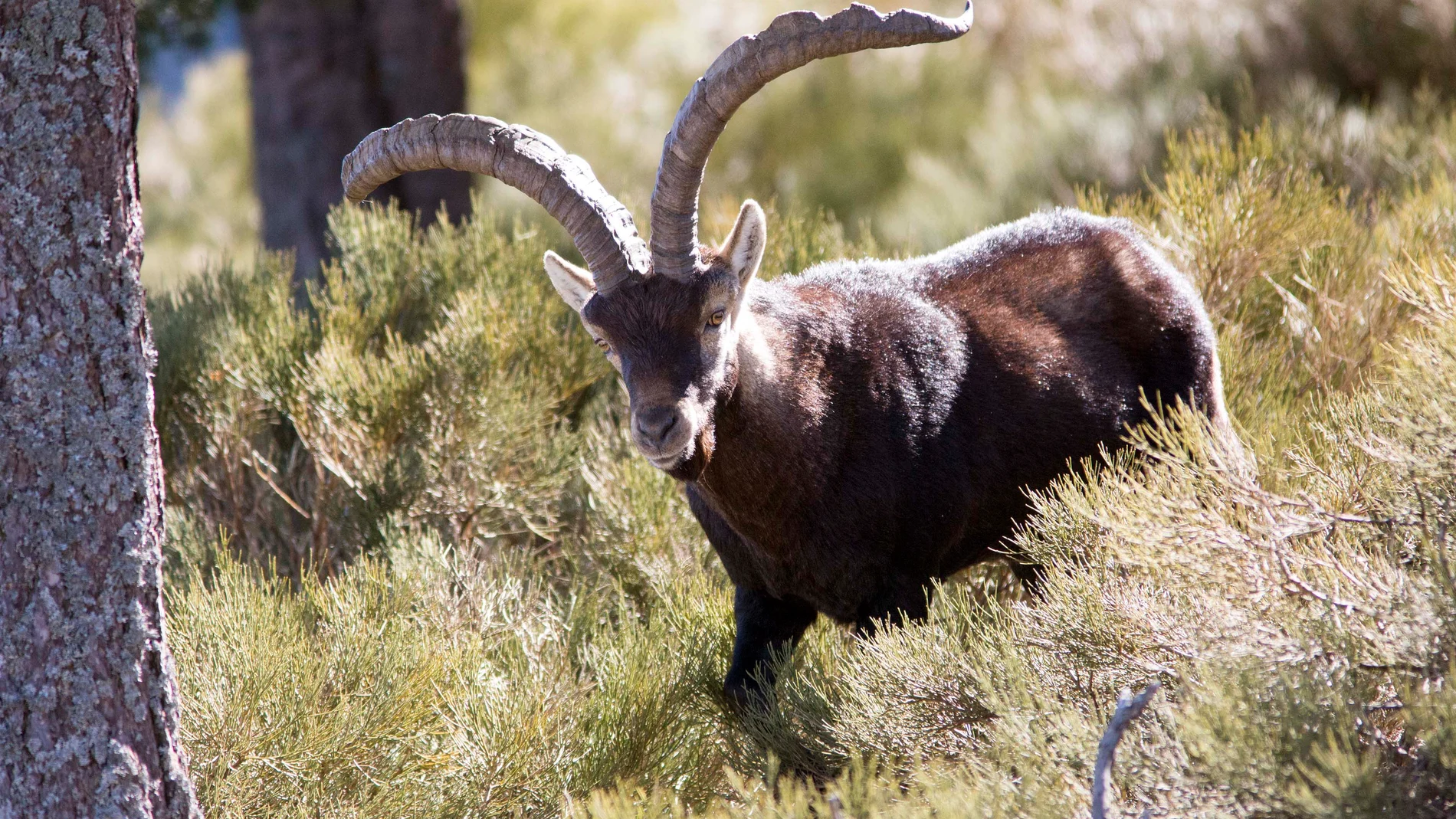 Cabra montesa en la reserva de caza