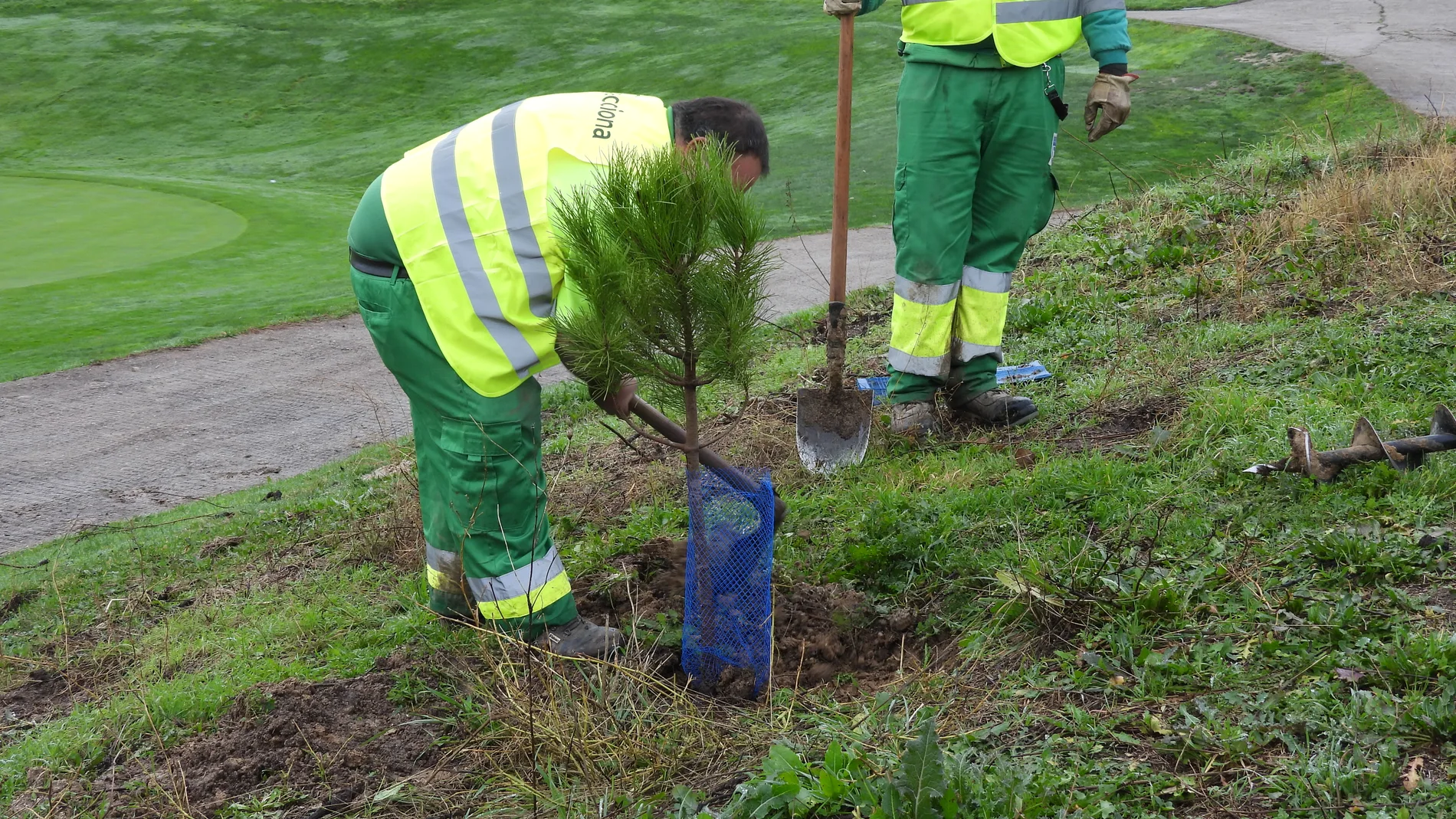 Los árboles plantados son todos propios de la Comunidad de Madrid