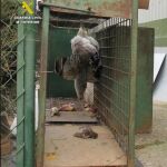 La jaula confiscada por la Guardia Civil