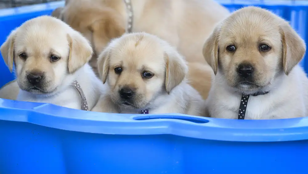 Cachorros de labrador
