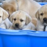 Cachorros de labrador
