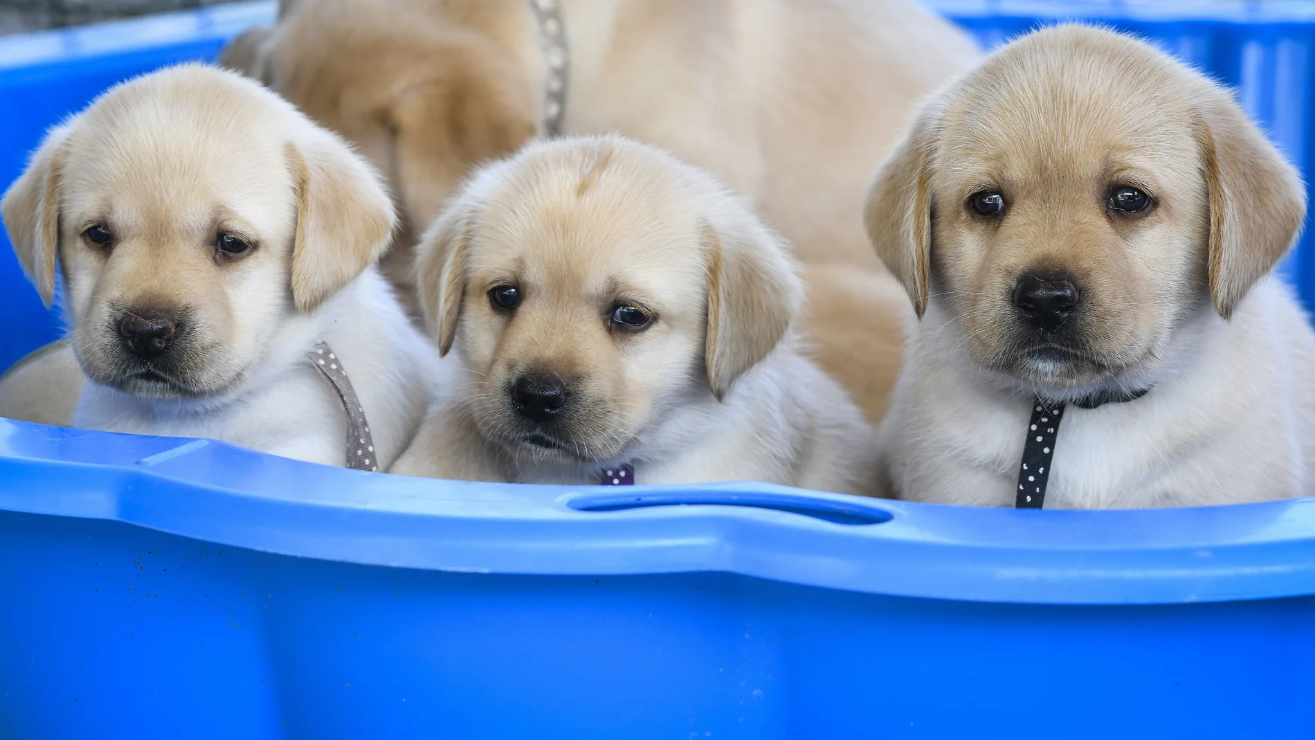 Cachorros de labrador