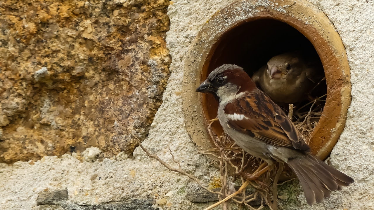 Un estudio confirma que las aves viven un ciclo de día sin fin por culpa de la contaminación lumínica