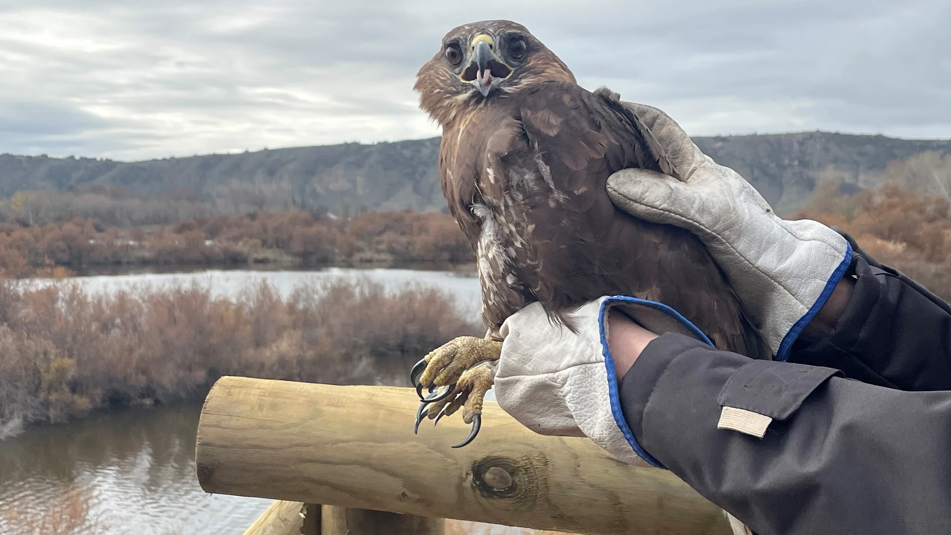 Los madrileños podrán apadrinar un ave y proteger la fauna silvestre