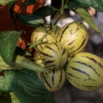 Pepino Melón