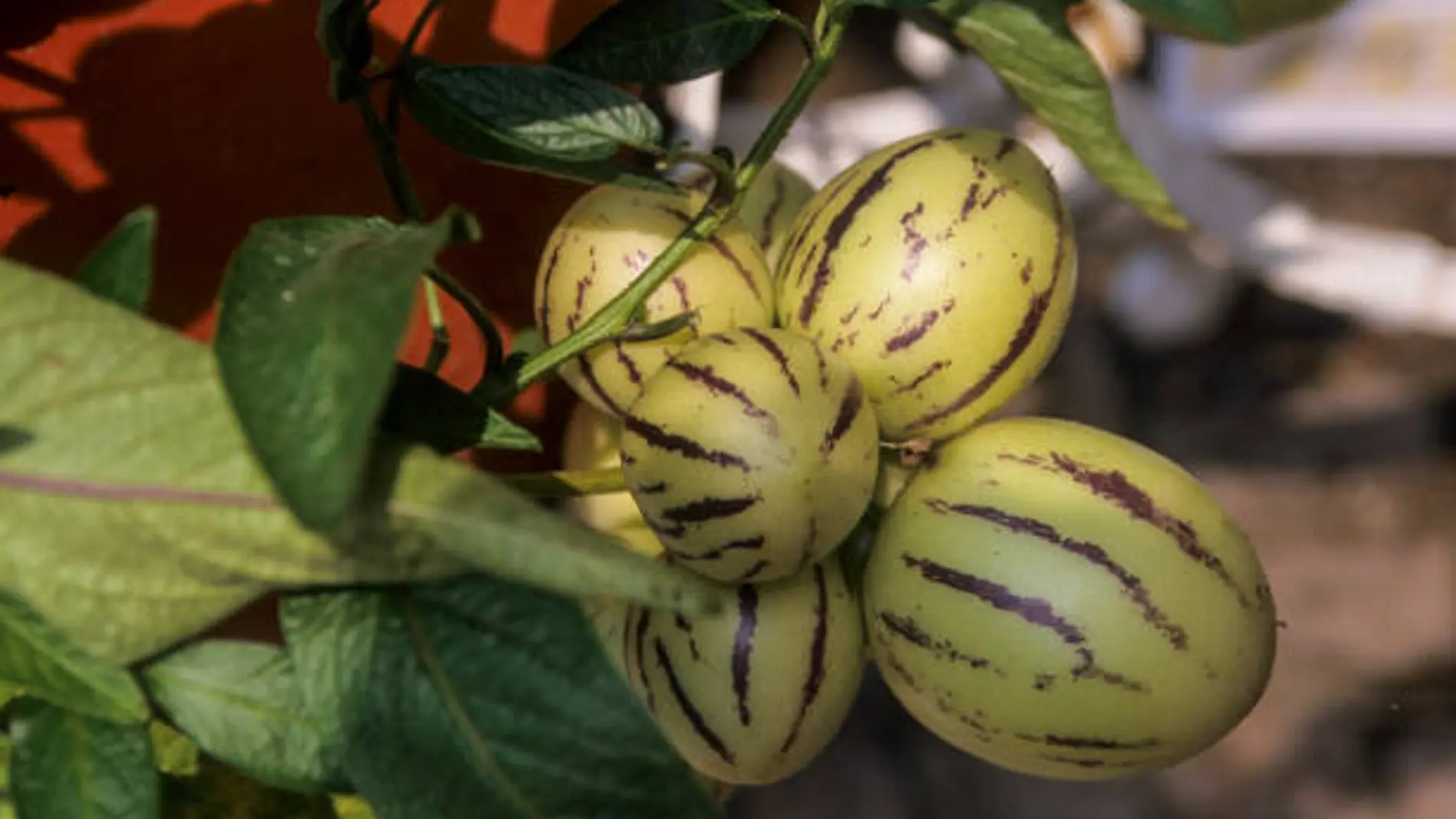 Pepino Melón
