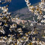 Cerezos en flor en El Arenal