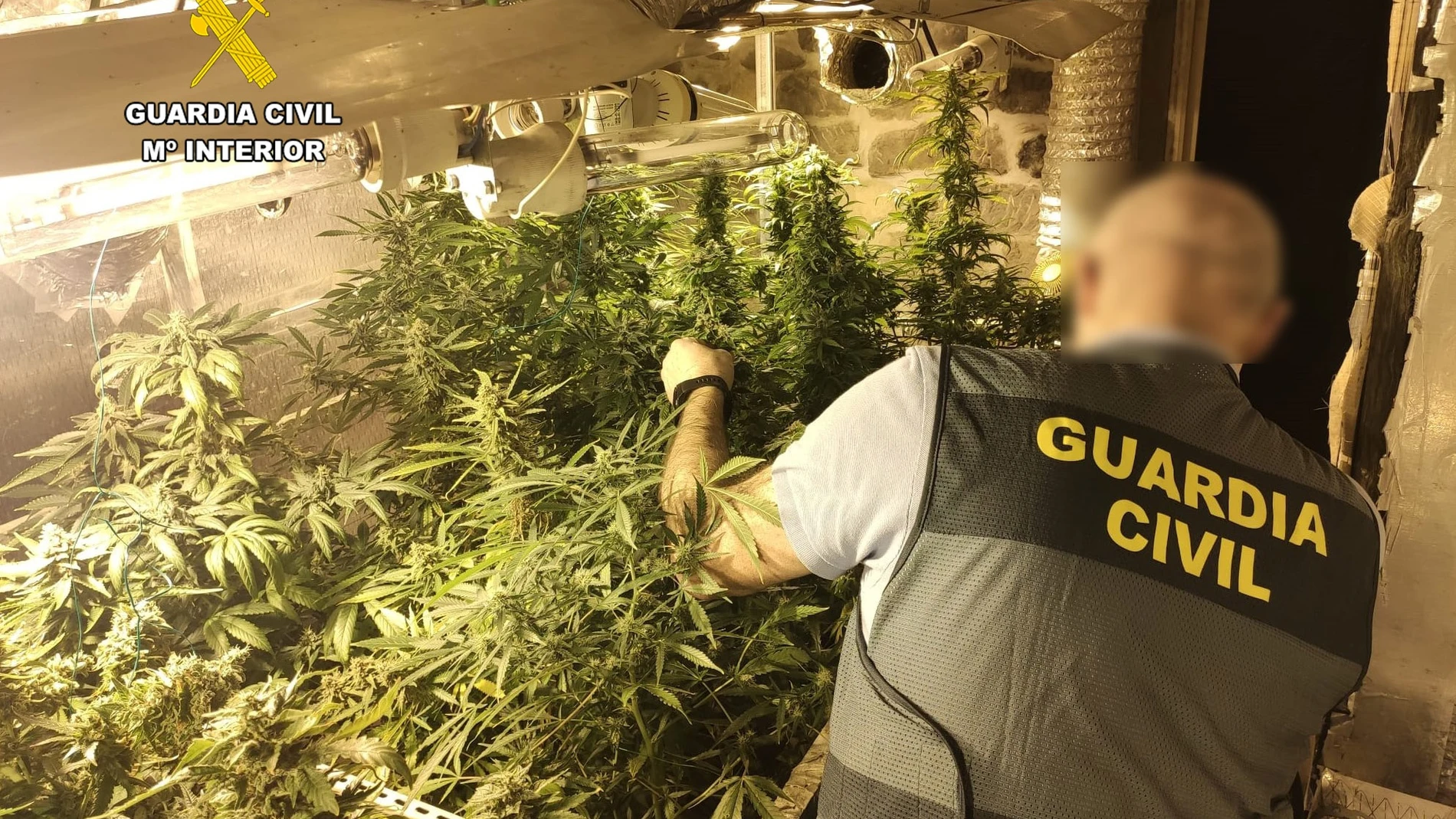 Plantación de marihuana desmantelada en la localidad de Viérnoles. GUARDIA CIVIL 11/04/2023