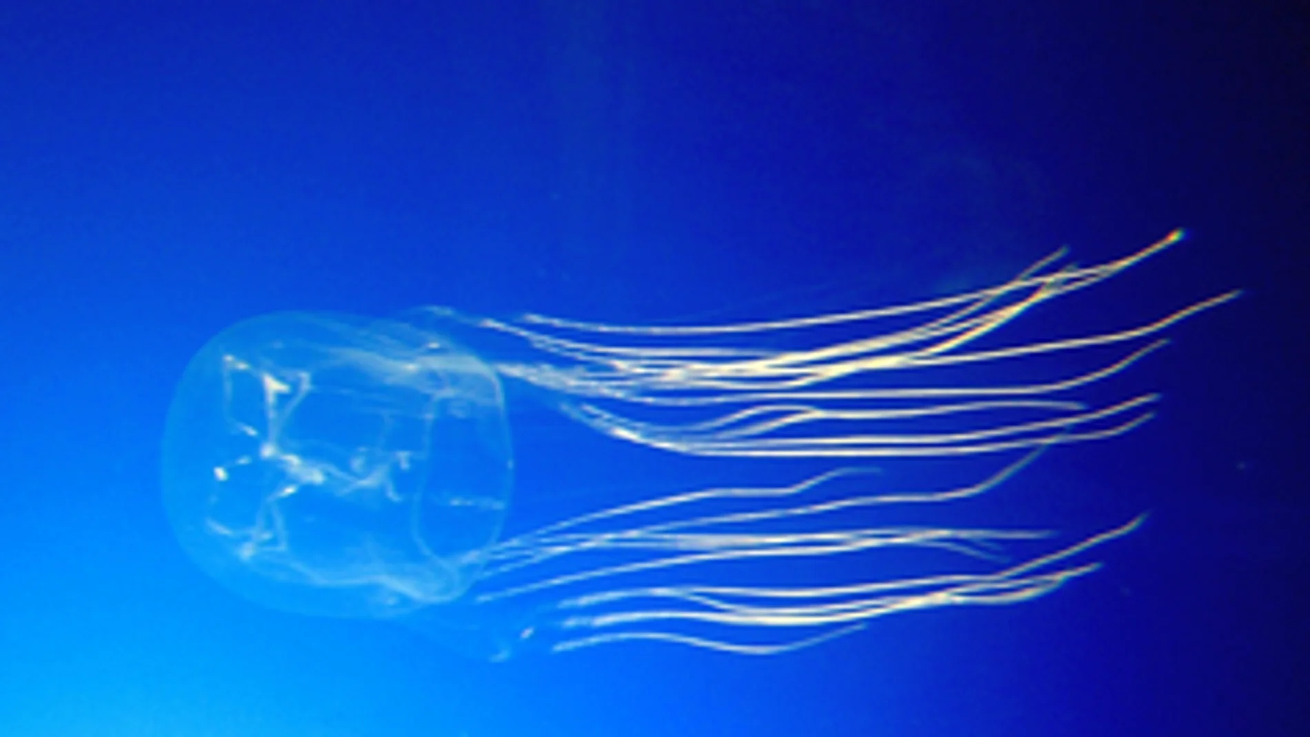 La avispa de mar cuenta con más sesenta tentáculos