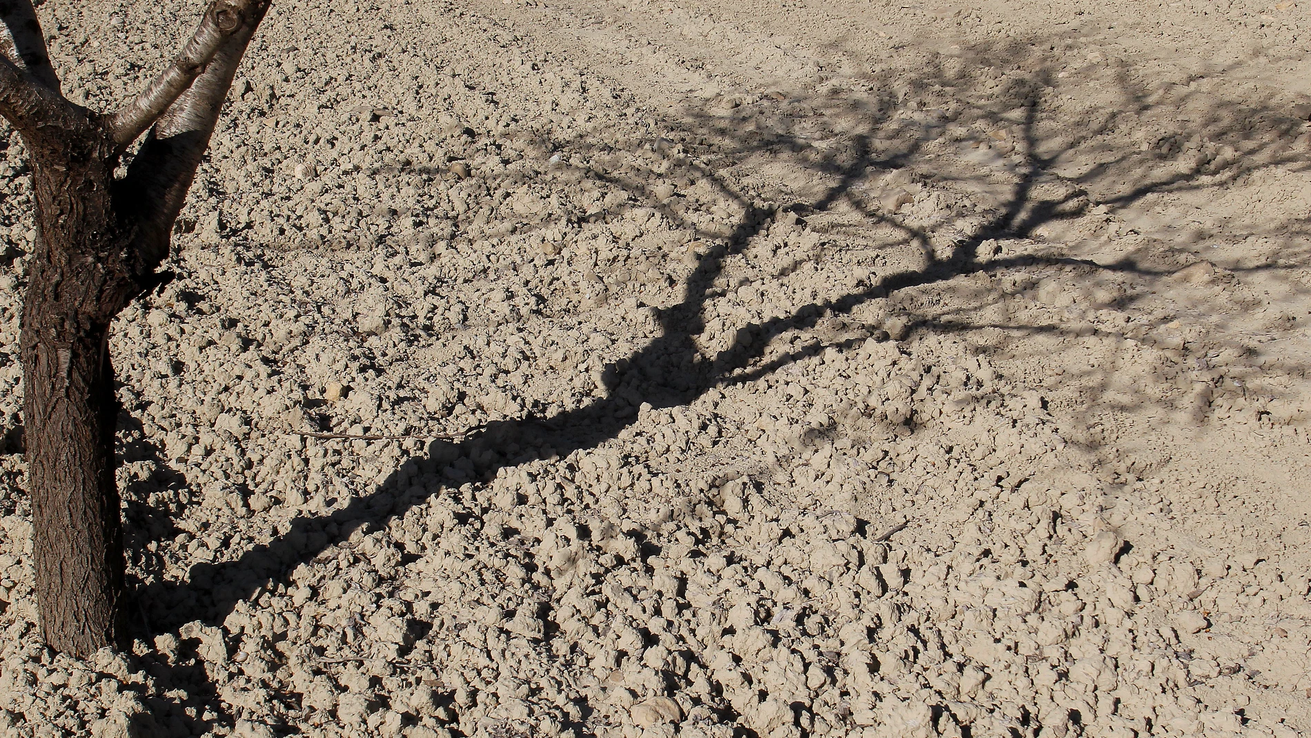 GRAFCVA2801. ORIHUELA (ALICANTE), 14/04/2023.- Detalle de la sombra de un almendro sobre el suelo reseco de un campo cuando los agricultores de secano miran con temor a 2024 tras una cosecha que en el sur de la Comunitat Valenciana es "desastrosa" por la sequía, con pérdidas que superan el 90 y el 95 % de las hectáreas, y si no llega la lluvia, algunos cultivos como el almendro tendrán que ser replantados. EFE/Morell