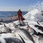 La multiplicación de los peces