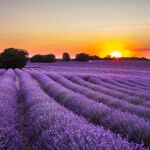 El espectáculo de la lavanda en Brihuega, a una hora de Madrid