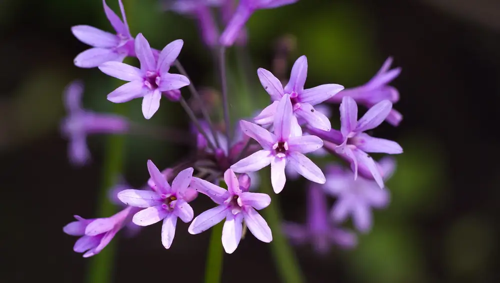 Flor del ajo, ajo social (Tulbaghia violacea)