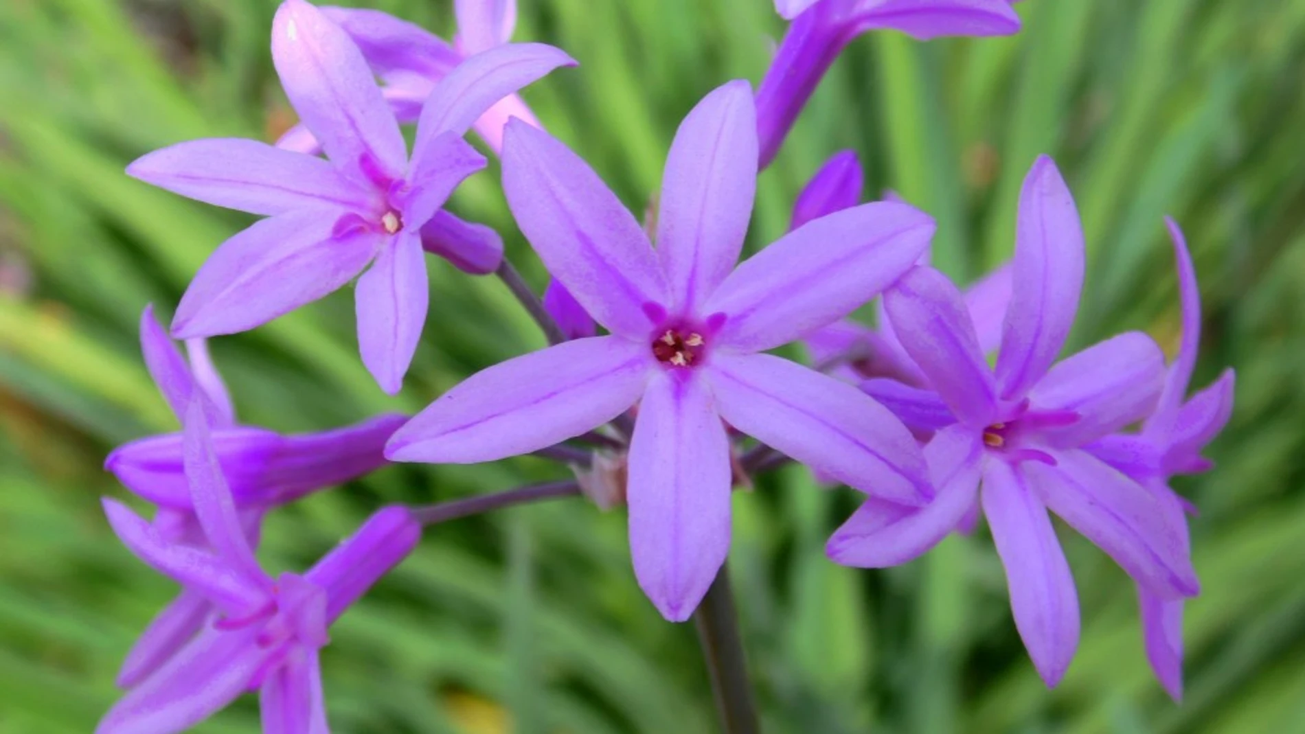 La flor comestible y disponible en cualquier jardín que sabe a ajo pero que no se repite