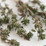 La hierba aromática quemagrasas, que elimina los gases y reduce el colesterol