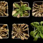 Invento para que las plantas no se mueran de sed