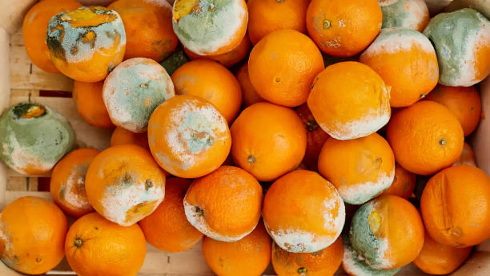 Presencia de moho en naranjas