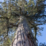 Un alerce en Chile. Se han contratado más guardaparques para proteger al Bisabuelo de los turistas. 