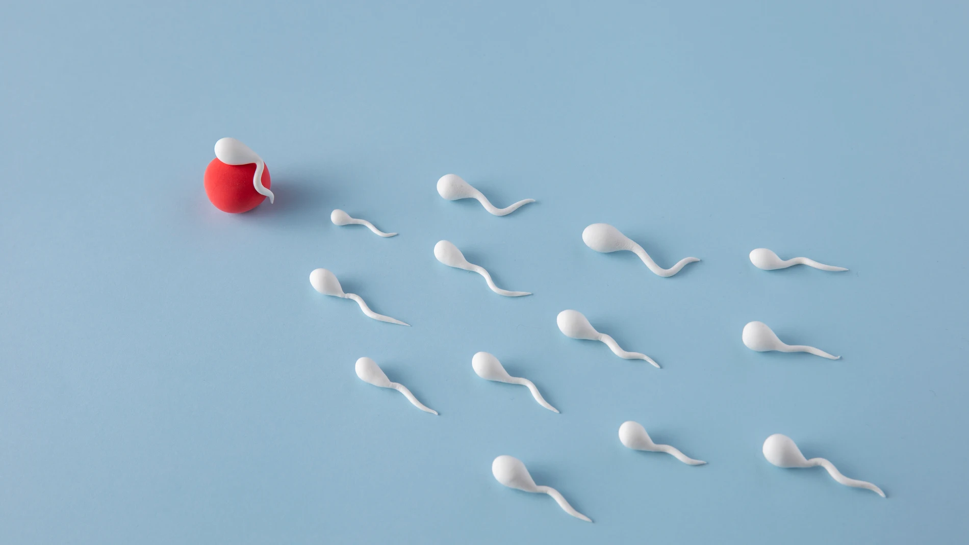 El espermatozoide mas rápido no es el que fecunda al óvulo