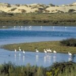 Humedal de Doñana