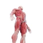 El cuerpo humano está formado por más de 1.000 músculos, entre voluntarios e involuntarios