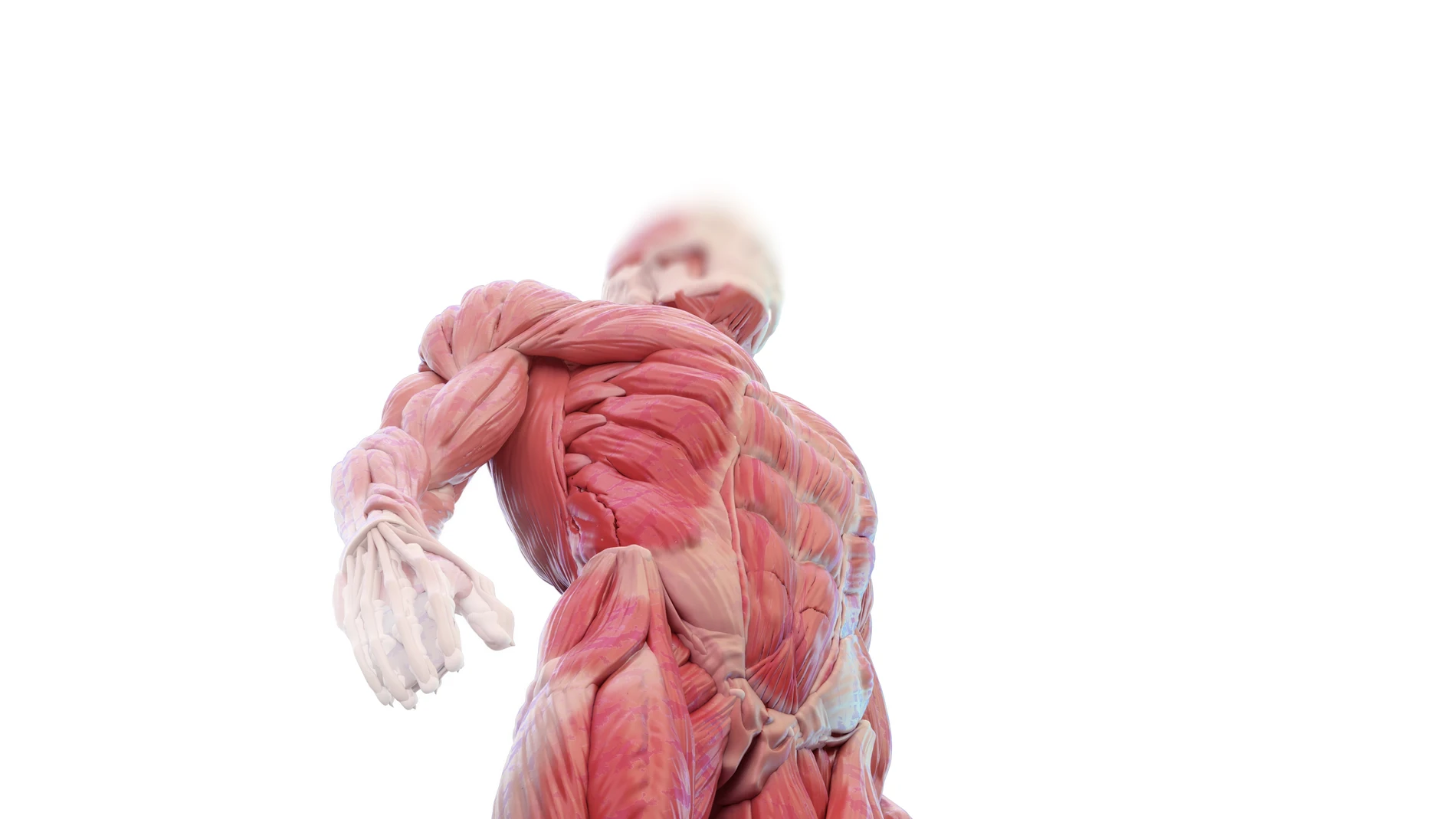 El cuerpo humano está formado por más de 1.000 músculos, entre voluntarios e involuntarios