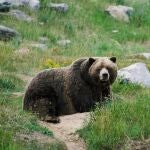 Oso tumbado entre la hierbas 