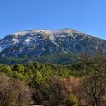 El raro y majestuoso bosque de secuoyas, uno de los pocos que existe en Europa