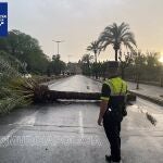 Una palmera cae sobre la avenida Infante don Juan Manuel de Murcia