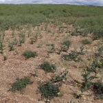 Campos de cultivo afectados por la sequía