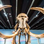 Vista frontal del cráneo del fósil del mamut lanudo de la exposición.
