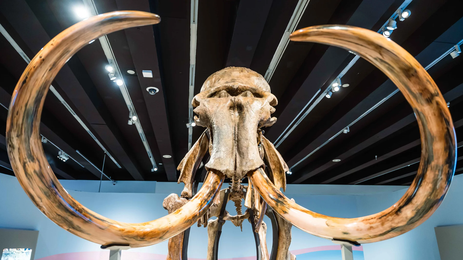 Vista frontal del cráneo del fósil del mamut lanudo de la exposición.