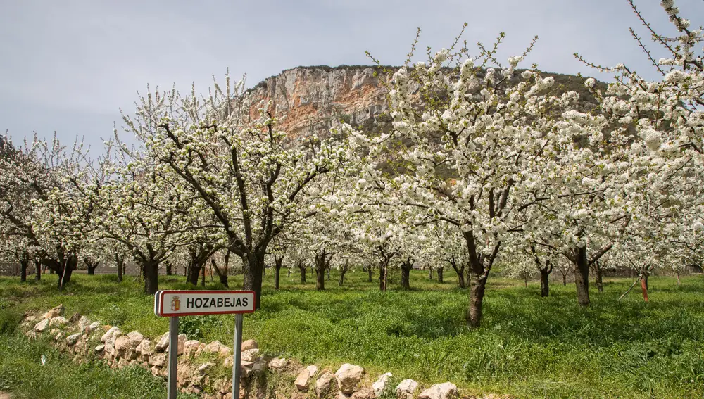 Entrada a Hozabejas, floreado de cerezos