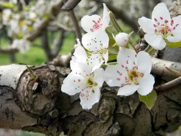 Floración de los cerezos Floración de los cerezos