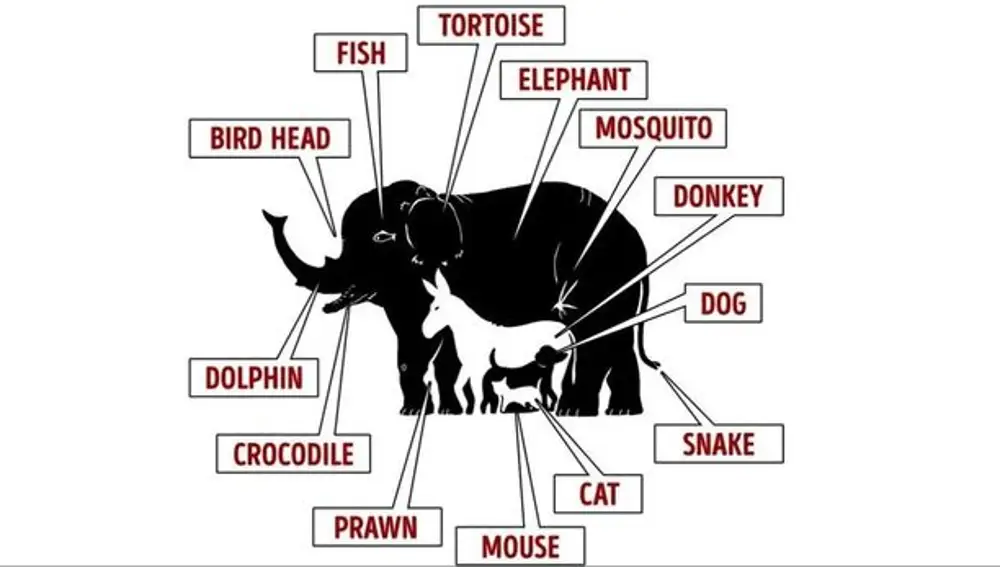 Aquí estaban escondidos los 13 animales